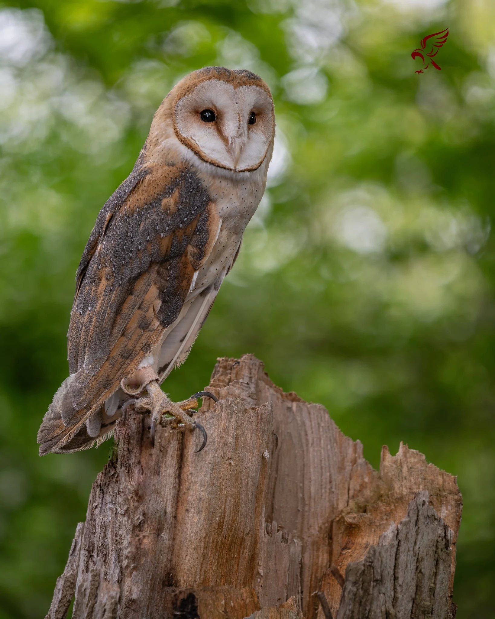 Barn owl perched on a weathered stump
