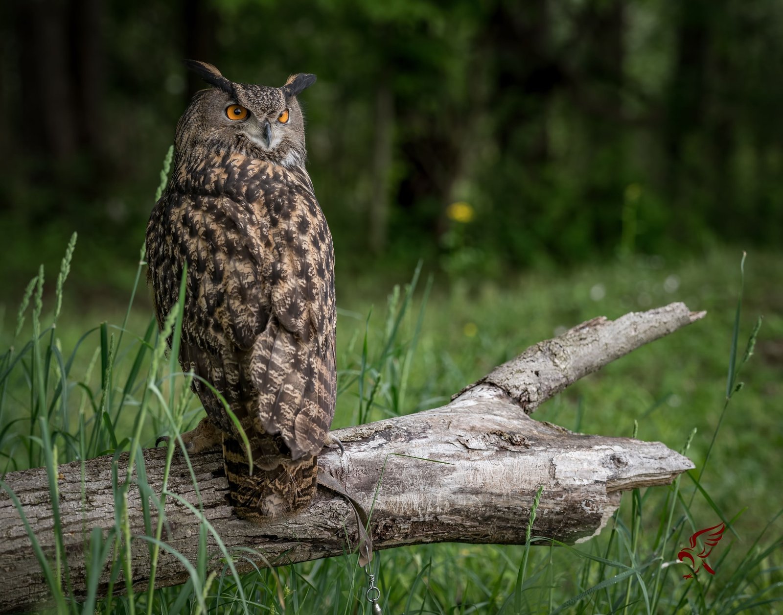 Eurasian eagle-owl ambassador perched outdoors