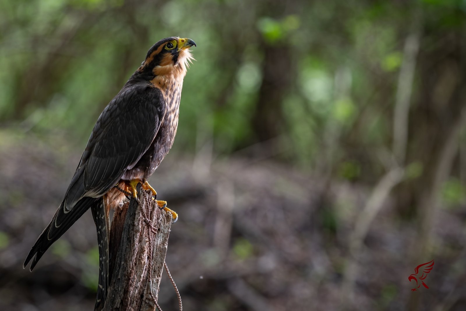 Falcon perched in a wooded setting