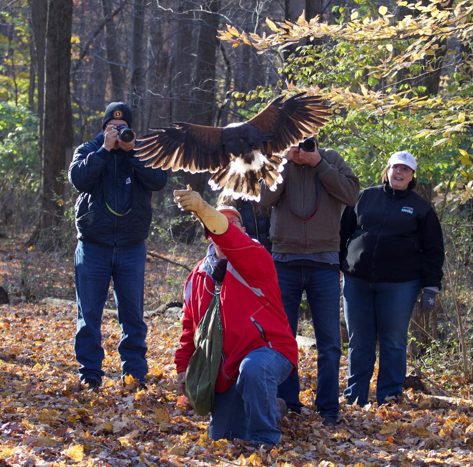 Group watching a raptor flight demonstration outdoors
