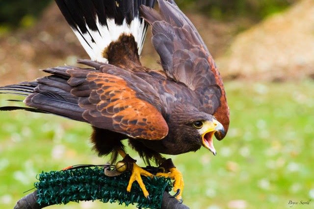 Harris's hawk flying from a falconry glove