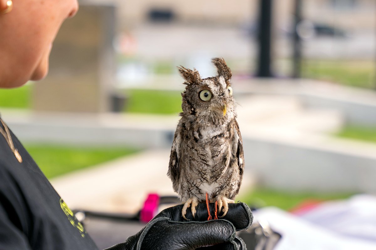 Ambassador owl at Columbus Crew Harry Potter Night