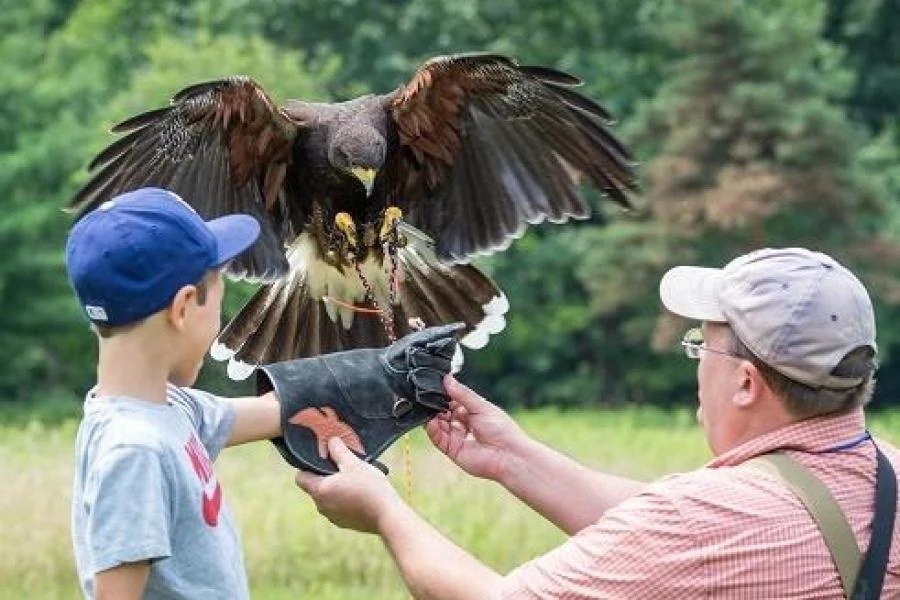 Guest calling a trained hawk to the glove