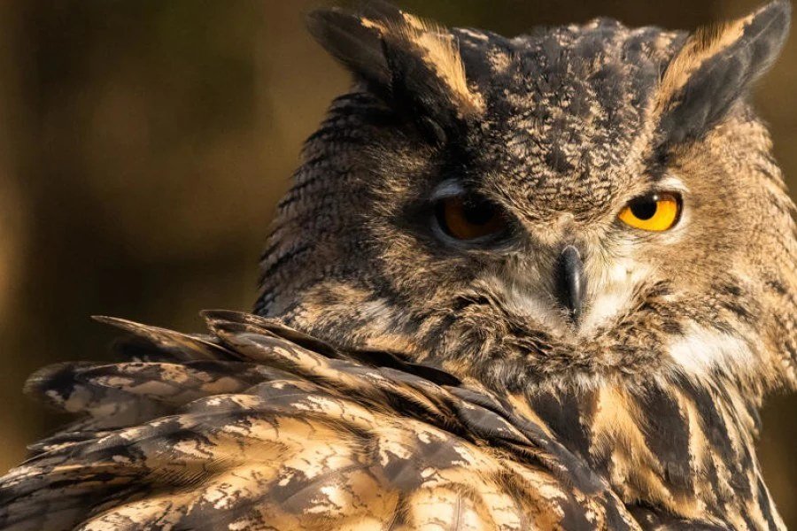 Close portrait of an owl ambassador