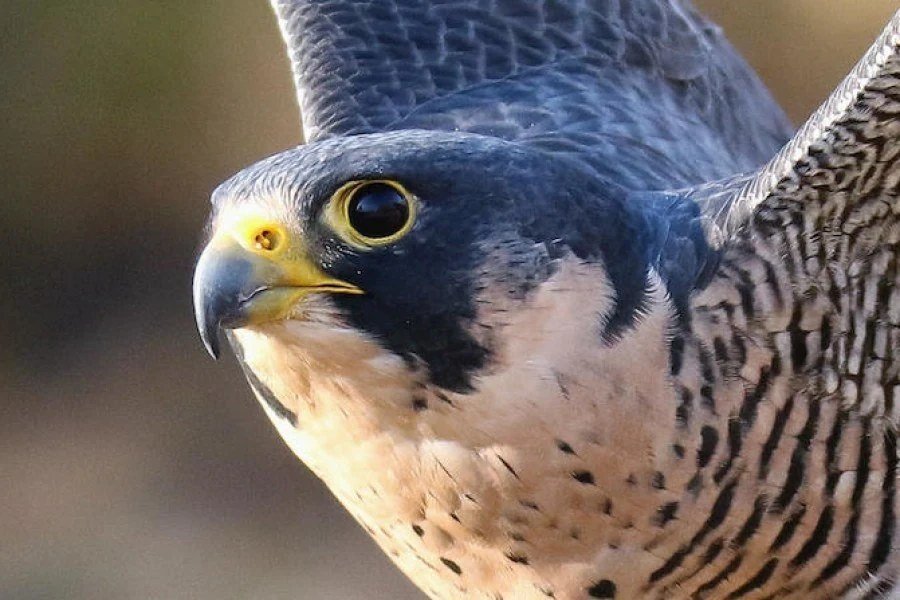 Falcon in flight during a training demonstration