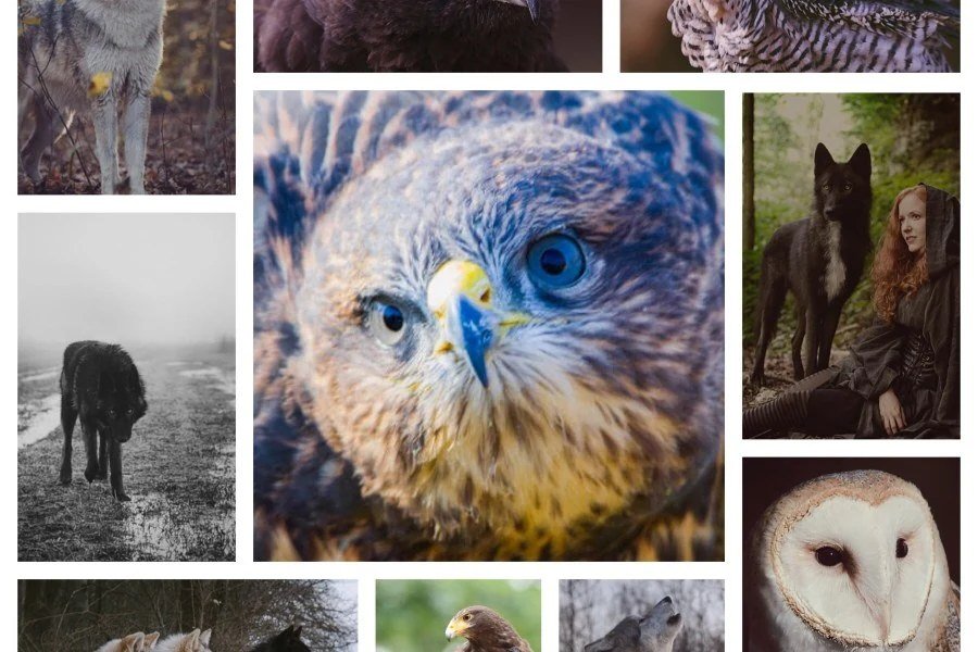 Collage of raptor and wildlife photography subjects