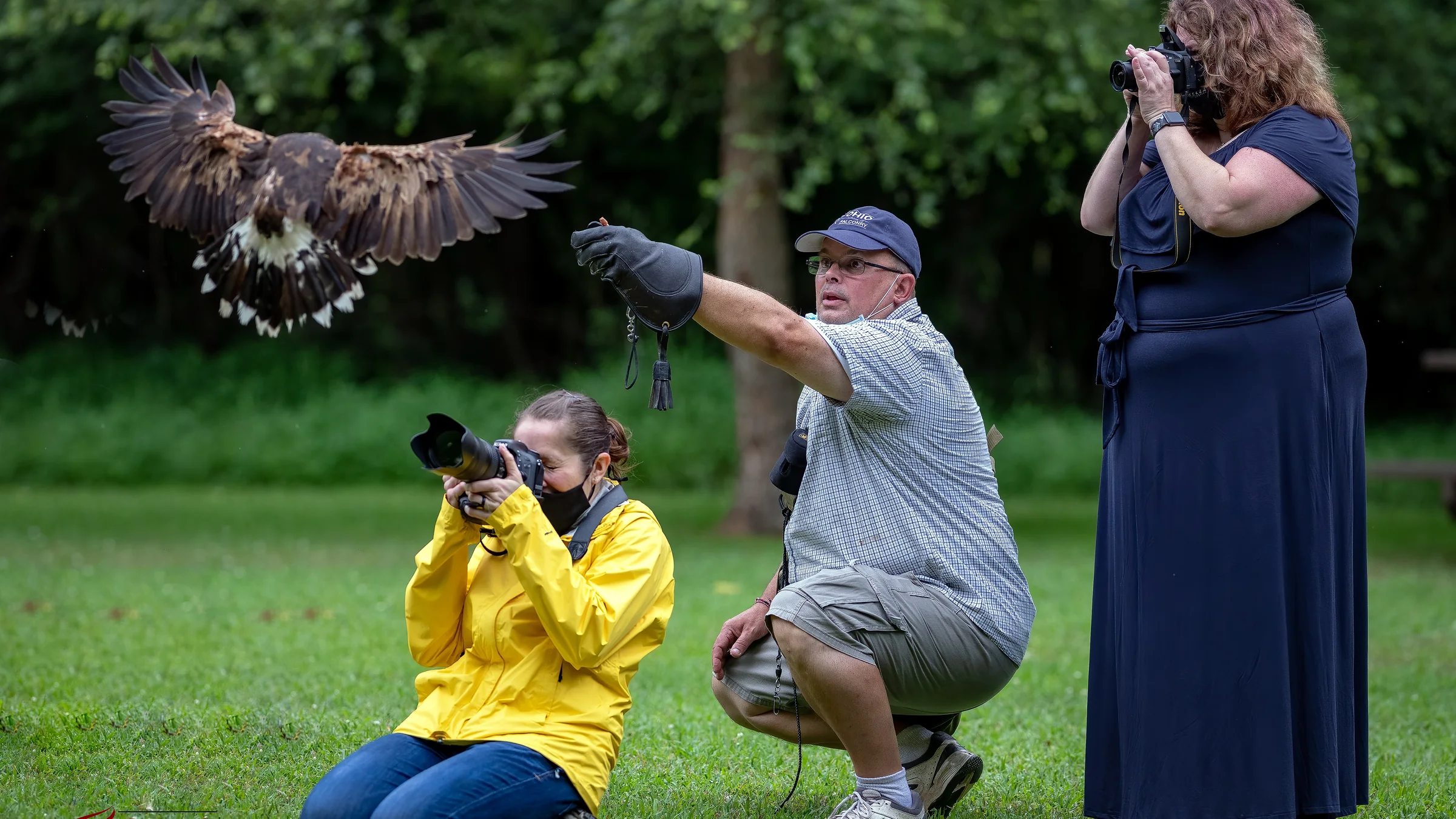 Close portrait of a hawk used in Ohio School of Falconry experiences