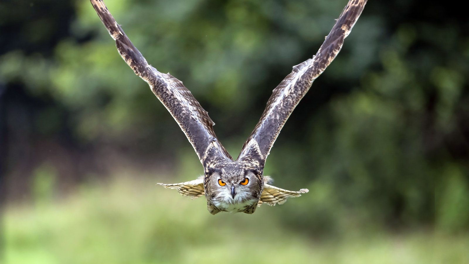 Close portrait of an Ohio School of Falconry raptor