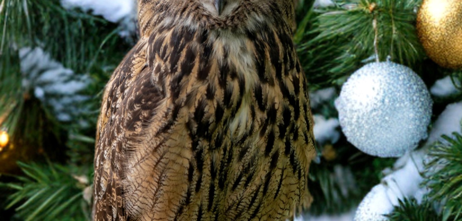 Eagle-owl ambassador in a winter Ohio School of Falconry scene