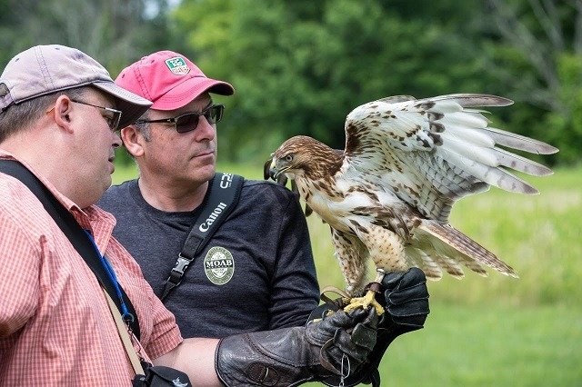 Falconry guests learning beside an ambassador raptor